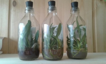 Досвід вирощування заморських орхідей - домашні рослини