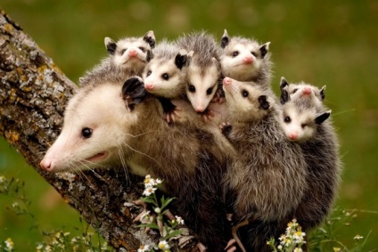 Opossumul este un înșelător curajos
