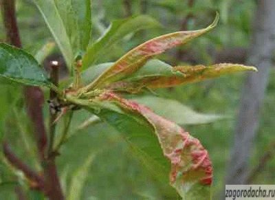 Sprâncarea pomilor fructiferi în toamnă