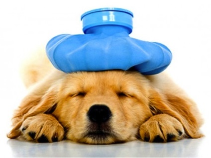 Tumora creierului la câini - diagnostic și tratament