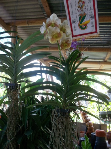 Орхідеї з повітряними корінням, таніну дача