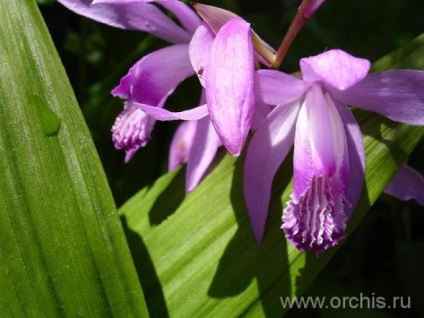 Орхідея блетілла вирощування, посадка і догляд, розмноження (фото)