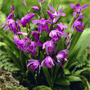 Caracteristici de plantare și de îngrijire pentru orhidee blylla