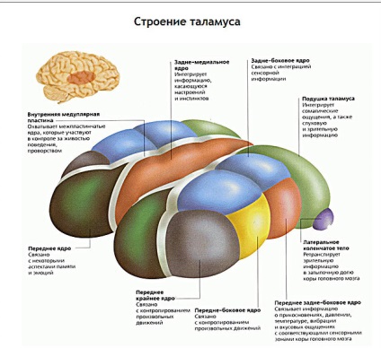 Osteopatie ucraineană - talamusul ascunde în sine misterul multora din ceea ce se întâmplă în coaja de mari