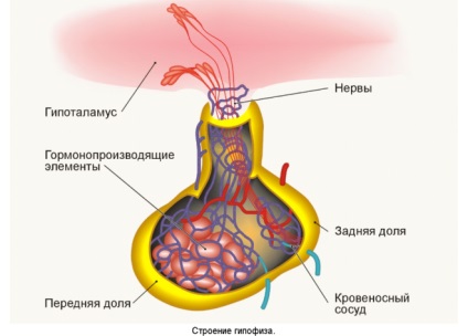 Devirarea glandei pituitare a simptomelor creierului de funcția afectată