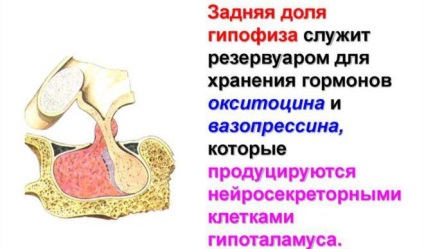 Відхилення гіпофіза головного мозку симптоми порушення функцій