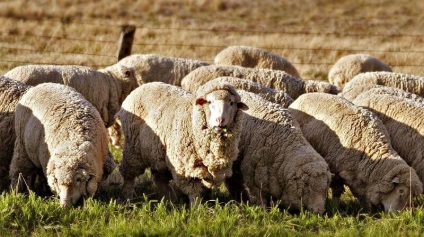 Вівця меринос особливості розведення і утримання - cельхозпортал