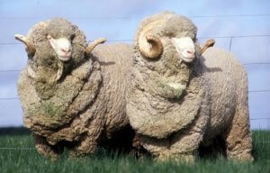 Вівця меринос особливості розведення і утримання - cельхозпортал