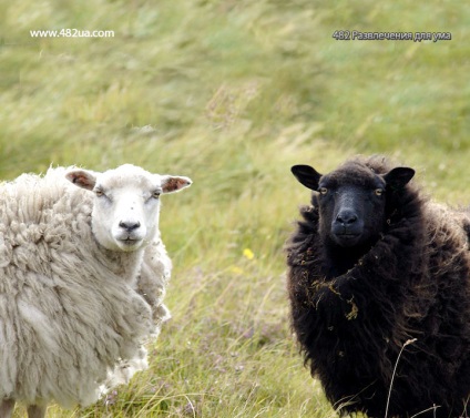 Ovine și caprine partea 3 (fapte interesante fotografie video)