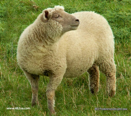 Ovine și caprine partea 3 (fapte interesante fotografie video)