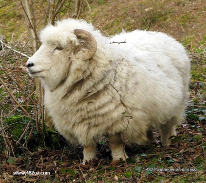 Ovine și caprine partea 3 (fapte interesante fotografie video)