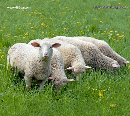 Ovine și caprine partea 3 (fapte interesante fotografie video)