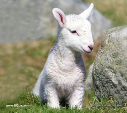 Ovine și caprine partea 3 (fapte interesante fotografie video)