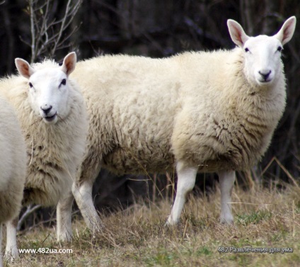 Ovine și caprine partea 3 (fapte interesante fotografie video)