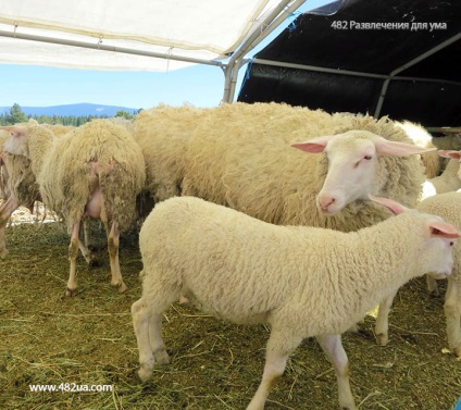 Ovine și caprine partea 3 (fapte interesante fotografie video)