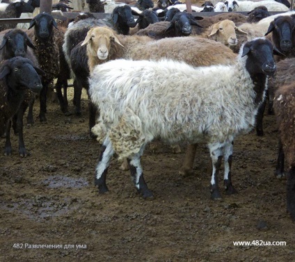 Ovine și caprine partea 3 (fapte interesante fotografie video)