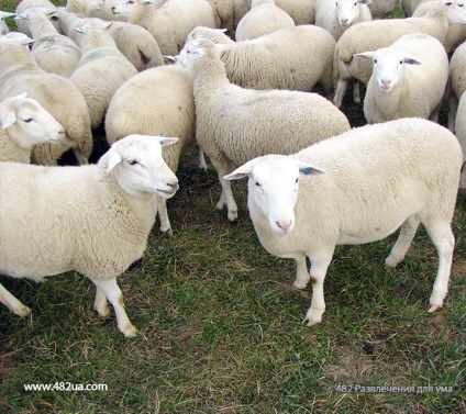 Ovine și caprine partea 3 (fapte interesante fotografie video)