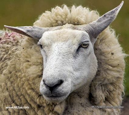 Ovine și caprine partea 3 (fapte interesante fotografie video)