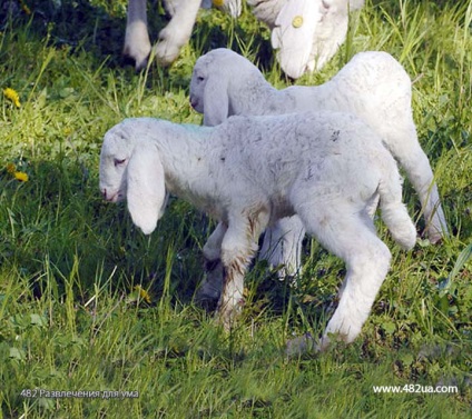 Ovine și caprine partea 3 (fapte interesante fotografie video)