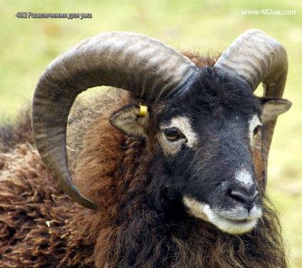 Ovine și caprine partea 3 (fapte interesante fotografie video)