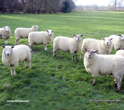 Ovine și caprine partea 3 (fapte interesante fotografie video)