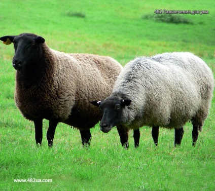 Вівці і кози частина 3 (цікаві факти фото відео)