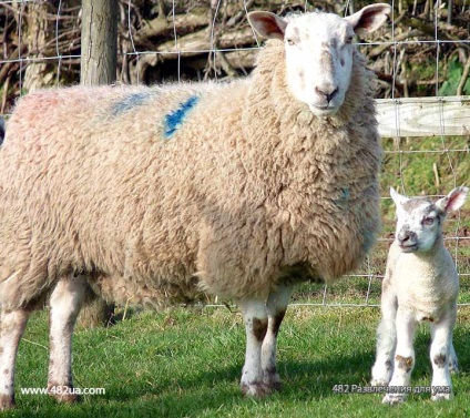 Ovine și caprine partea 3 (fapte interesante fotografie video)