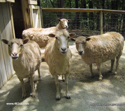 Ovine și caprine partea 3 (fapte interesante fotografie video)