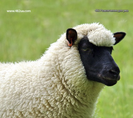 Ovine și caprine partea 3 (fapte interesante fotografie video)