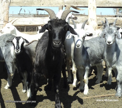 Ovine și caprine partea 3 (fapte interesante fotografie video)