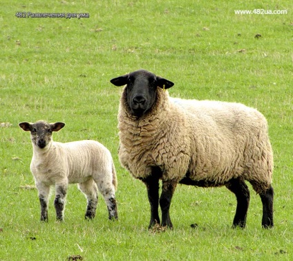 Ovine și caprine partea 3 (fapte interesante fotografie video)