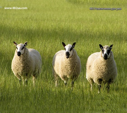 Ovine și caprine partea 3 (fapte interesante fotografie video)