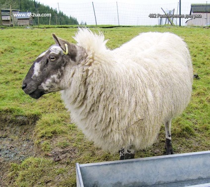 Ovine și caprine partea 3 (fapte interesante fotografie video)