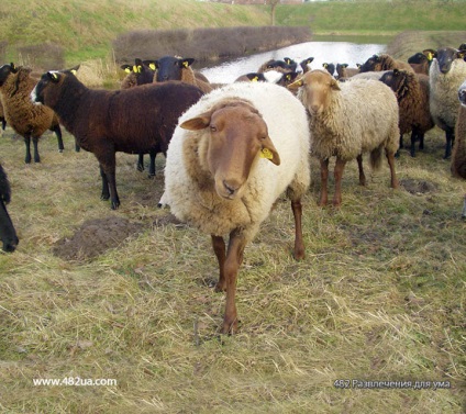 Ovine și caprine partea 3 (fapte interesante fotografie video)