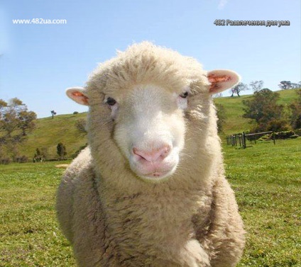 Ovine și caprine partea 3 (fapte interesante fotografie video)