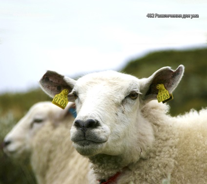 Ovine și caprine partea 3 (fapte interesante fotografie video)