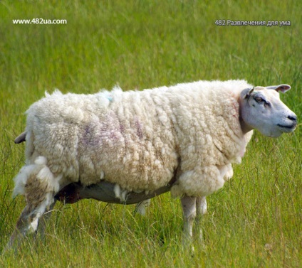 Ovine și caprine partea 3 (fapte interesante fotografie video)