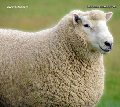Вівці і кози частина 3 (цікаві факти фото відео)
