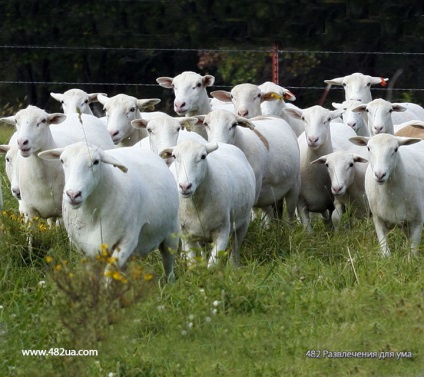 Ovine și caprine partea 3 (fapte interesante fotografie video)