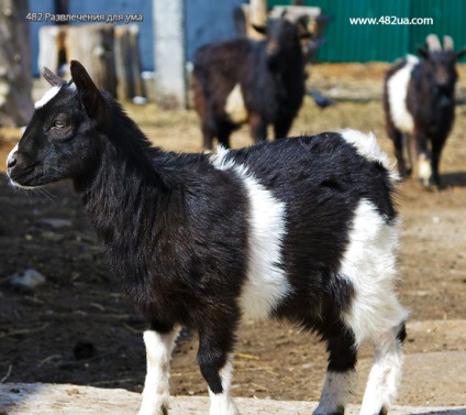 Ovine și caprine partea 3 (fapte interesante fotografie video)