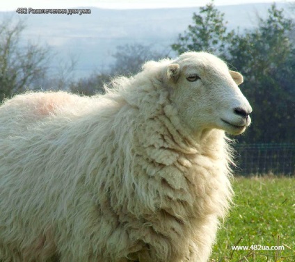 Ovine și caprine partea 3 (fapte interesante fotografie video)