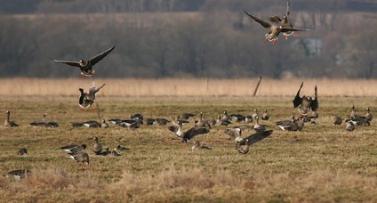 Полювання на гусей восени