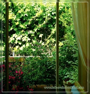 Озеленення тераси - вибір рослин (фото), своїми руками - як зробити самому