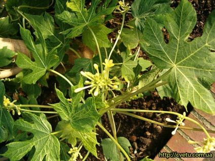 Papaya - proprietăți papaya - îngrijire pentru papaya