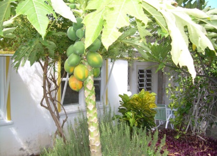 Papaya - papaya tulajdonságok - ellátás papaya