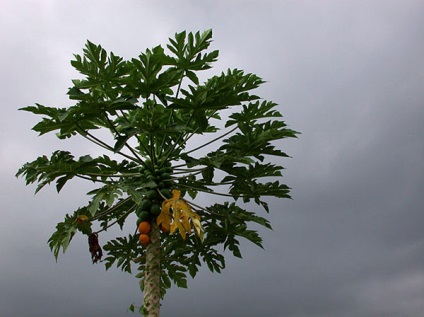 Papaya - proprietăți papaya - îngrijire pentru papaya