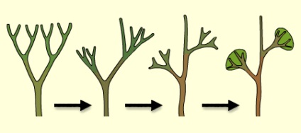 Fern este deschisă biologiei