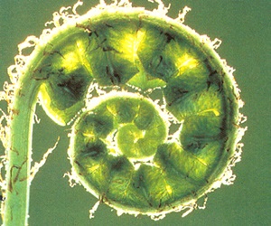 Fern este deschisă biologiei