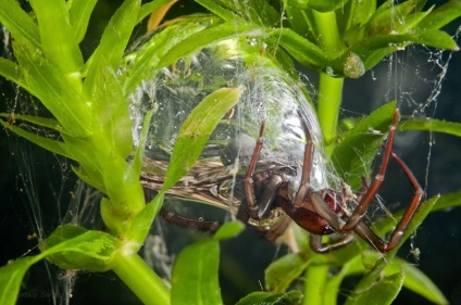 Spider Silkworm