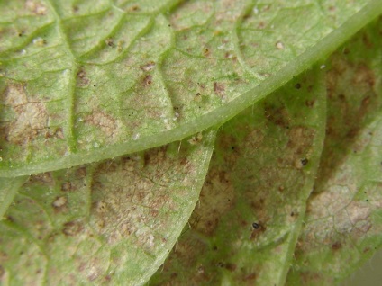 Spiderweb și rădăcină biciuie pe plante de apartament, thrips și metode de combatere a acestora